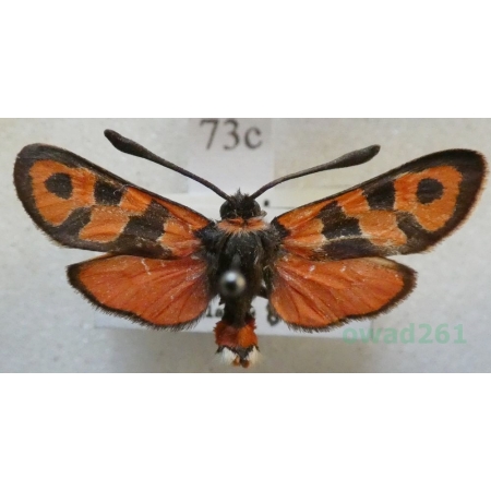 Zygaena fausta (Linnaeus, 1767) Kraśnik cieciorkowiec Francja73c